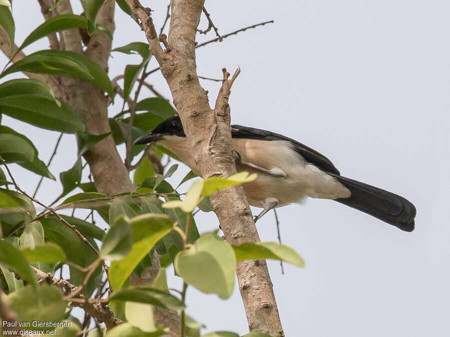 Turati's Boubouadult, identification