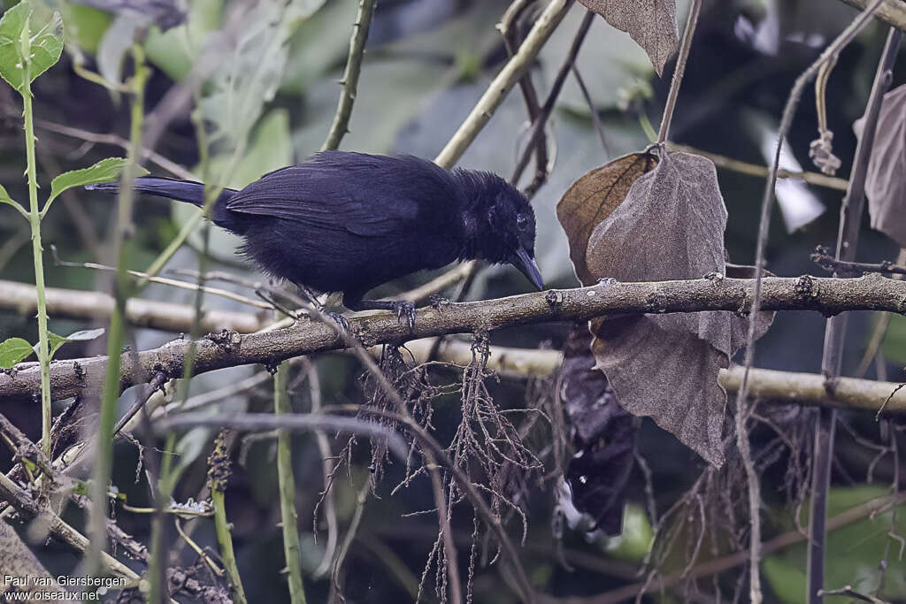 Lowland Sooty Boubouadult