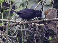 Lowland Sooty Boubou