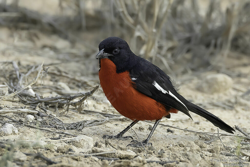 Crimson-breasted Shrikeadult