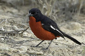 Gonolek rouge et noir