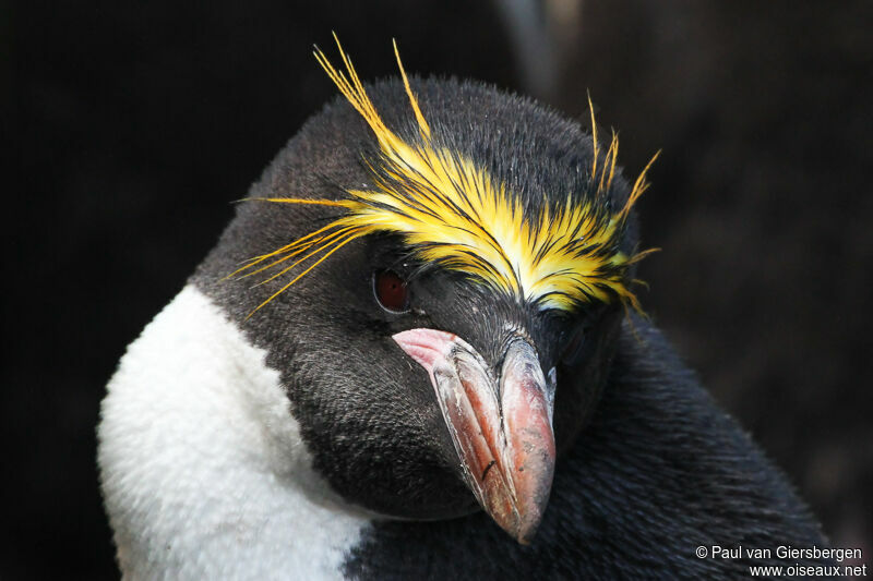 Macaroni Penguin