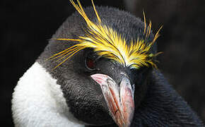 Macaroni Penguin