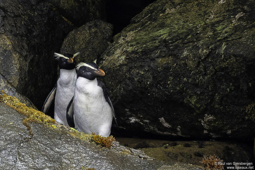 Gorfou du Fiordland