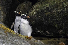 Fiordland Penguin