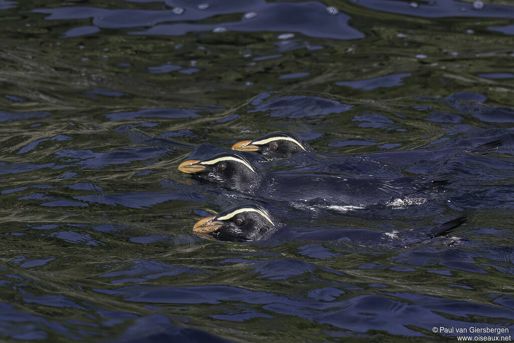 Fiordland Penguinadult