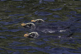 Fiordland Penguin