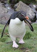 Southern Rockhopper Penguin