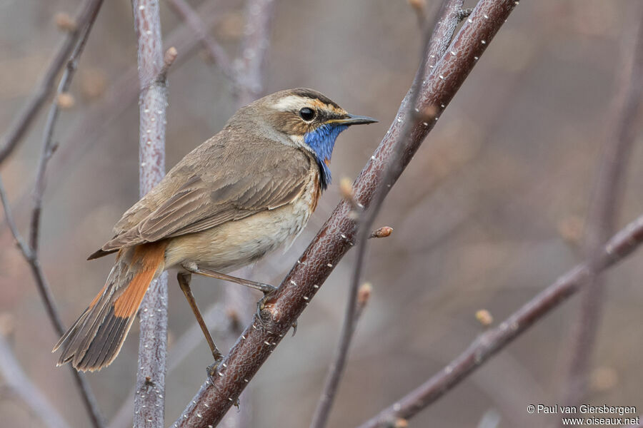 Bluethroatadult