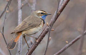 Bluethroat