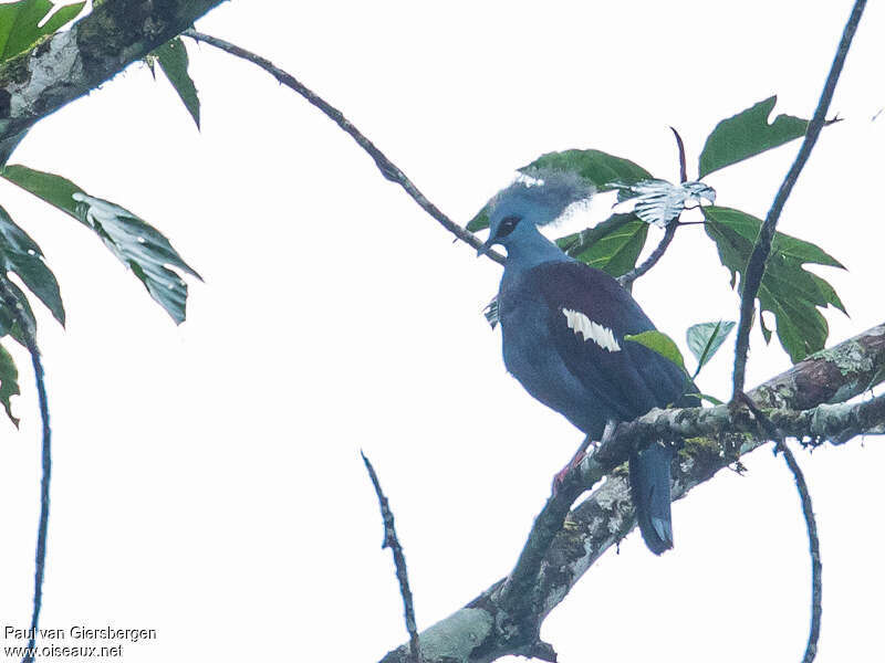 Western Crowned Pigeonadult, habitat