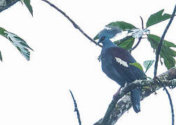 Western Crowned Pigeon