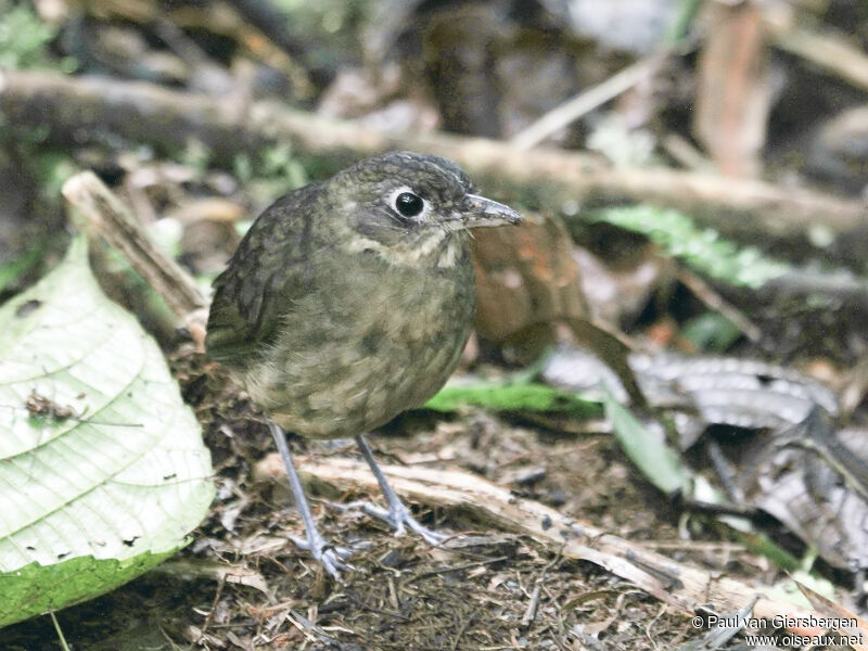 Plain-backed Antpitta