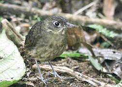 Plain-backed Antpitta