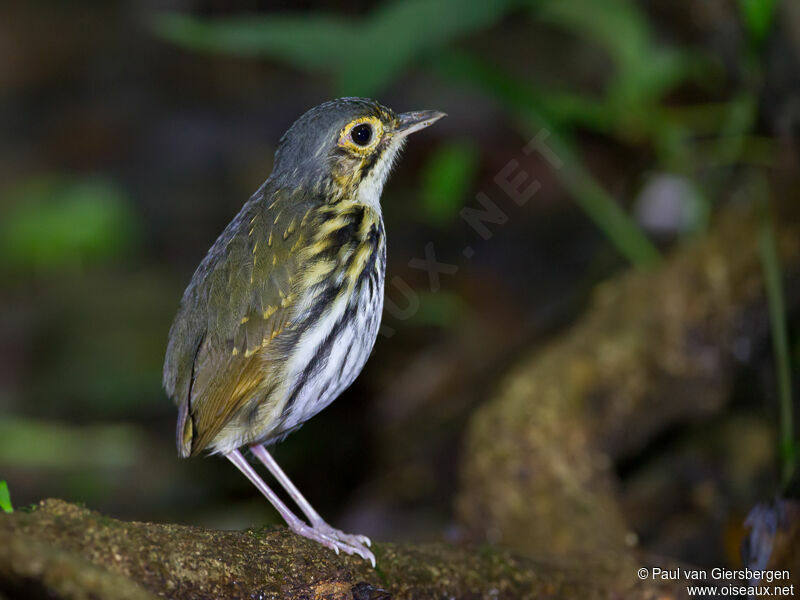 Streak-chested Antpitta