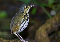 Streak-chested Antpitta