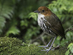 Chestnut-crowned Antpitta