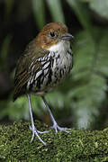 Chestnut-crowned Antpitta