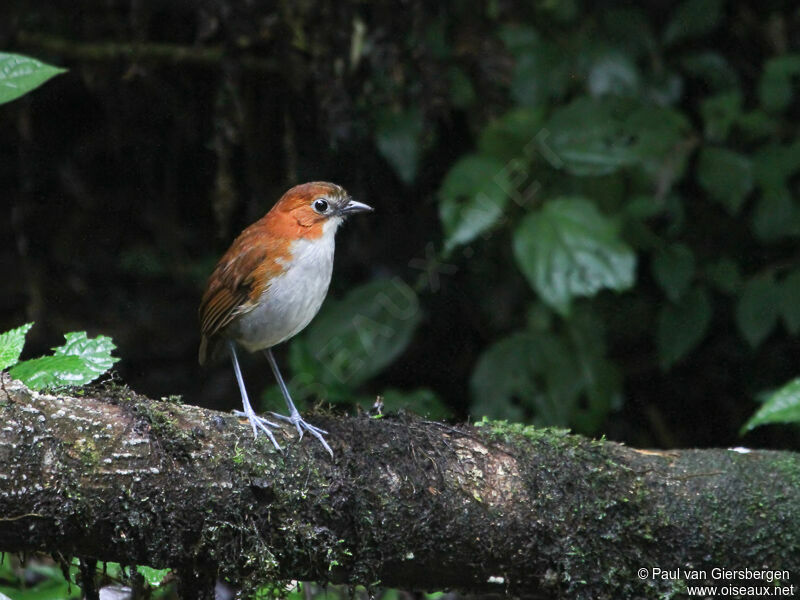 White-bellied Antpitta