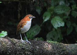 White-bellied Antpitta