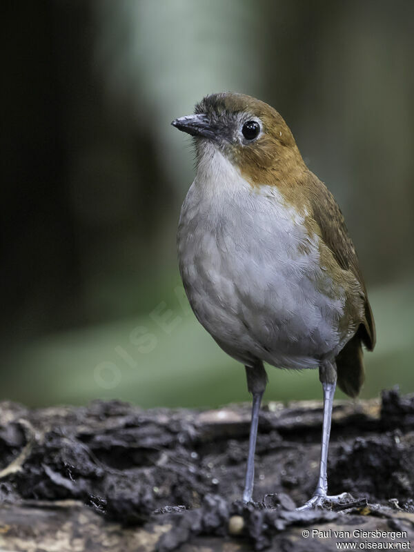 White-bellied Antpittaadult