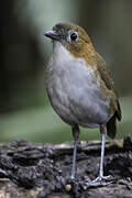 White-bellied Antpitta