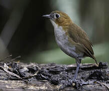 White-bellied Antpitta