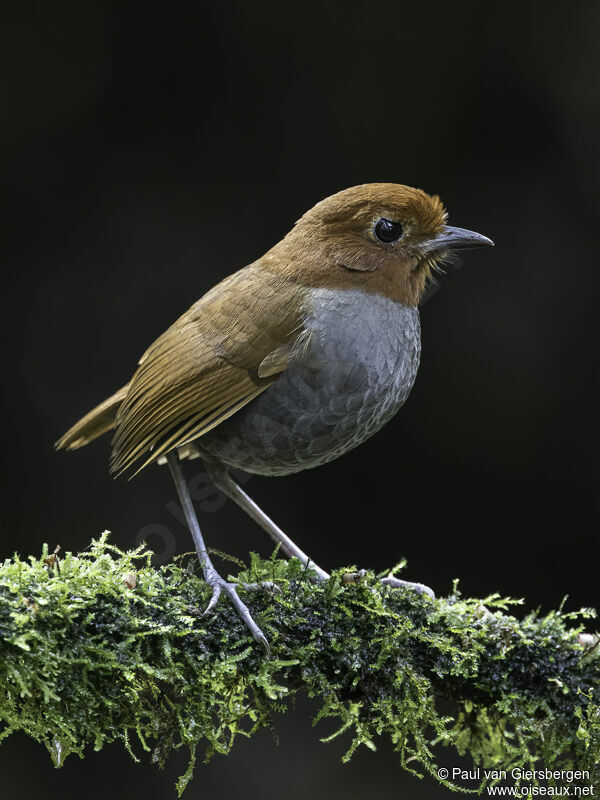 Bicolored Antpittaadult