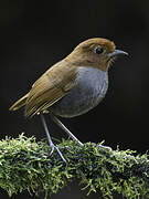 Bicolored Antpitta