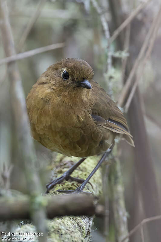 Panao Antpittaadult, identification