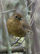 Panao Antpitta