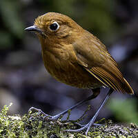 Grallaire d'Ocobamba