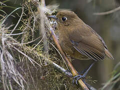 Junin Antpitta