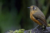 Grallaire de Leymebamba