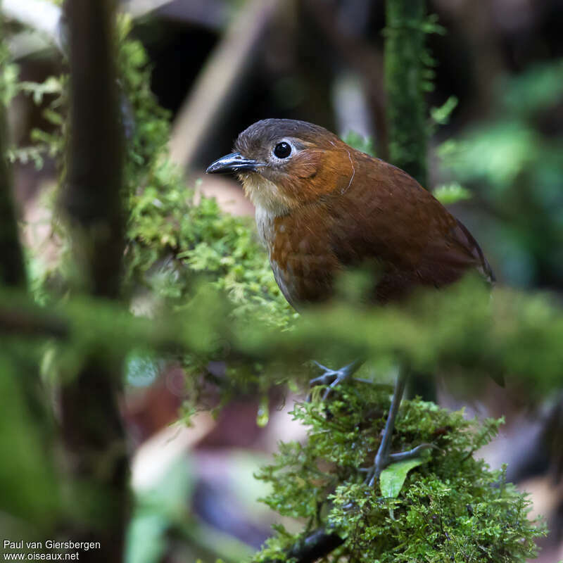 Rusty-tinged Antpittaadult, identification