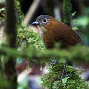 Rusty-tinged Antpitta