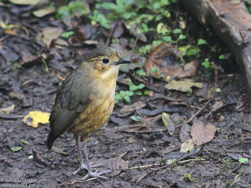 Tawny Antpittaadult, identification