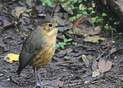 Tawny Antpitta