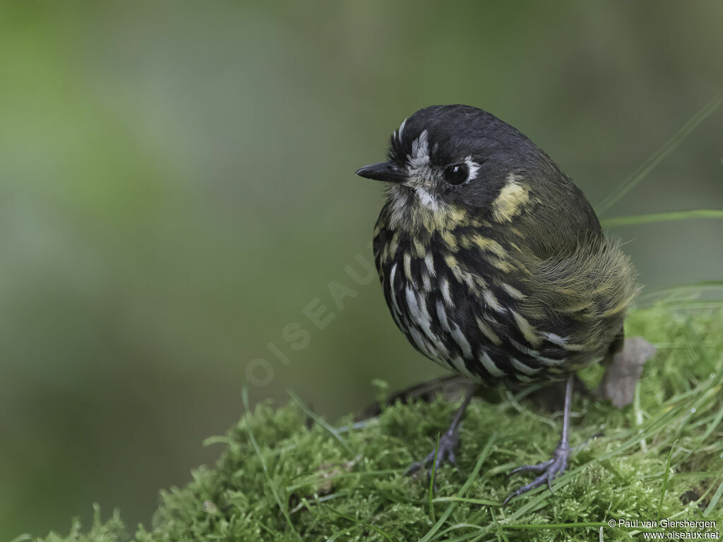 Crescent-faced Antpittaadult