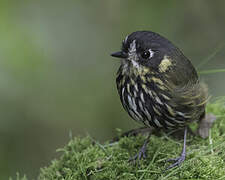 Crescent-faced Antpitta