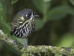 Crescent-faced Antpitta