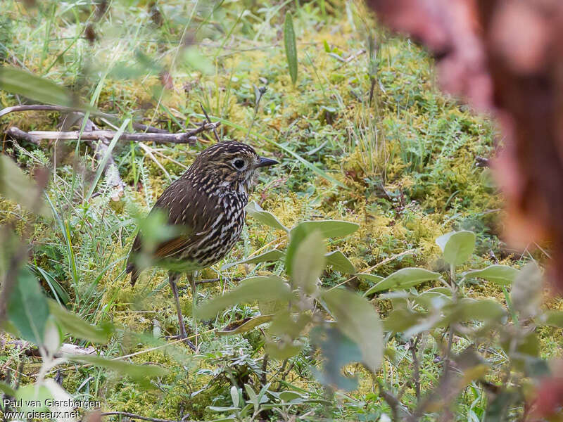 Stripe-headed Antpittaadult, identification