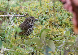 Stripe-headed Antpitta