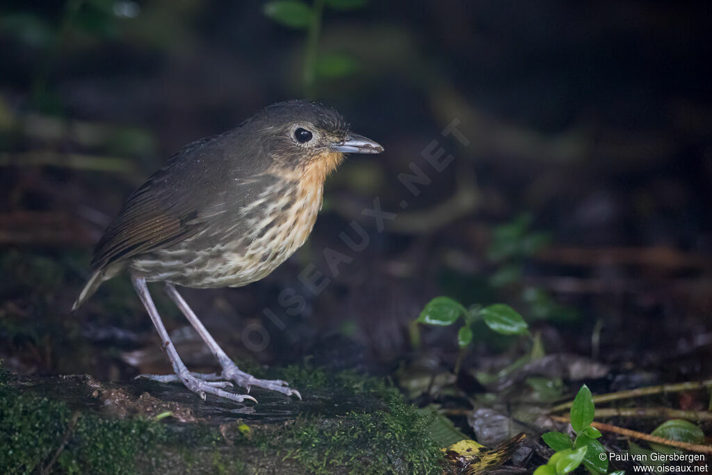 Santa Marta Antpittaadult