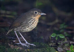 Santa Marta Antpitta