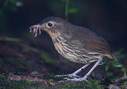 Santa Marta Antpitta