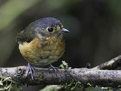 Slaty-crowned Antpitta