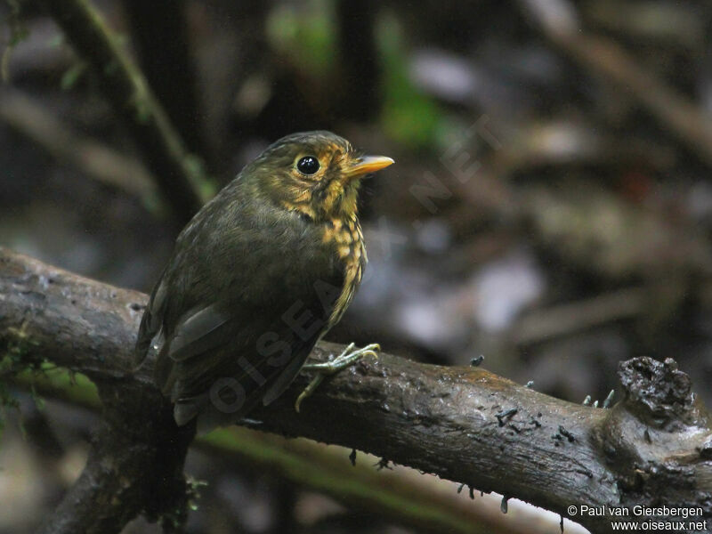 Ochre-breasted Antpitta