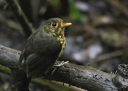 Ochre-breasted Antpitta