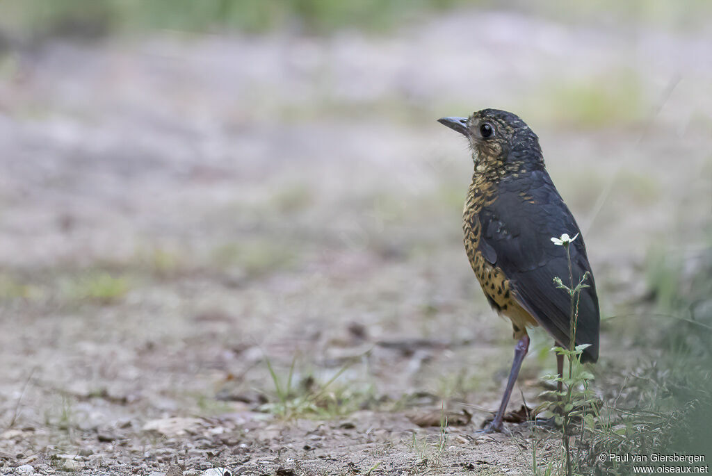 Undulated Antpittaadult